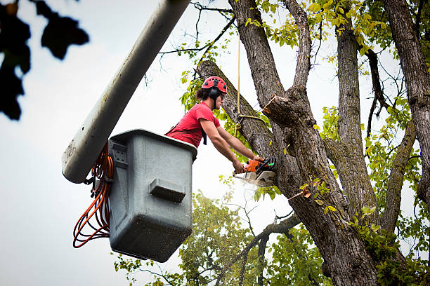 Best Stump Grinding and Removal  in Wathena, KS